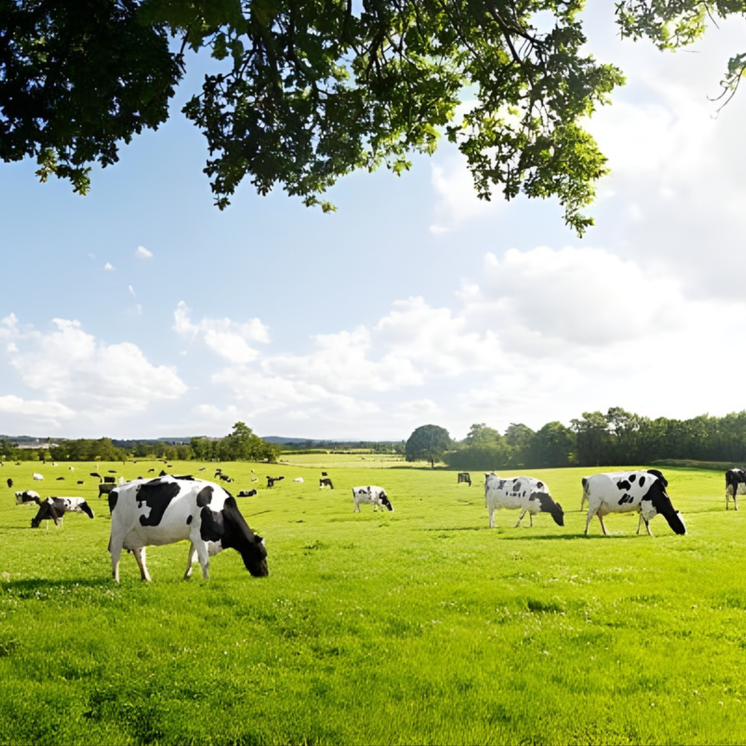 Rebuild Whey + Collagen -Sample